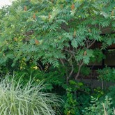Smooth Sumac